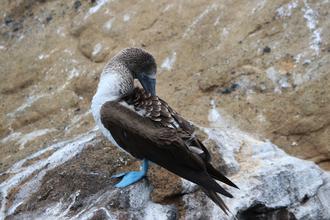 Blue-footed Booby