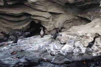 Flightless Cormorants