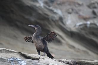 Flightless Cormorant