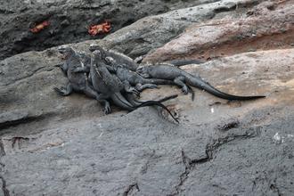 Marine Iguanas
