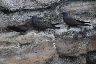 Lava Gulls