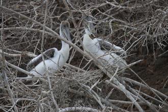 Baby Pelicans