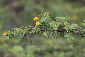 Yellow flower