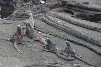 Marine Iguanas