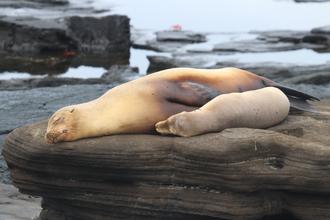 Sealions