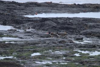 American Oystercatchers