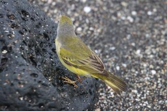 Galapagos Flycatcher