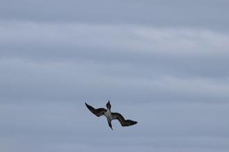 Diving Blue-footed Booby