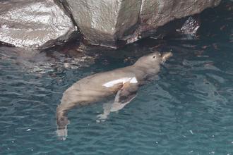 Fur Seal