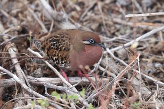 Galapagos Dove