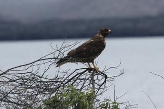 Galapagos Hawk