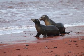 Sealions
