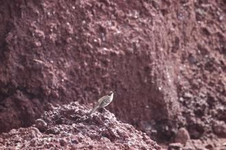 Galapagos Mockinbird