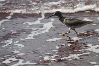 Wandering Tattler