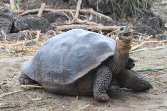 Giant Tortoise