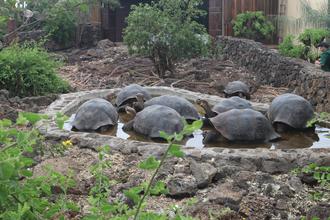 Giant Tortoises