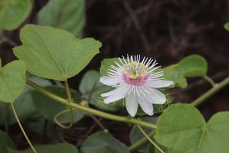 White flower