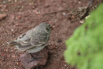 Darwin Finch