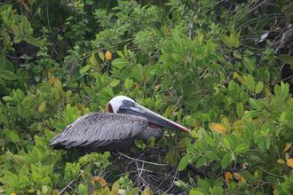 Pelican