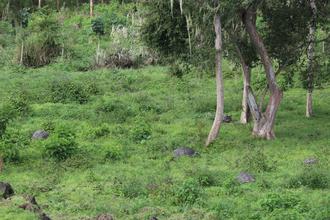 Giant Tortoises