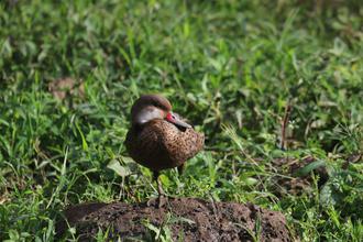 White-cheeked Pintail