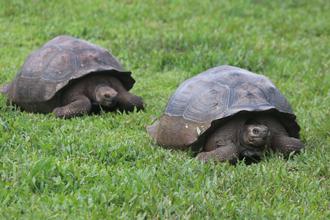 Giant Tortoises