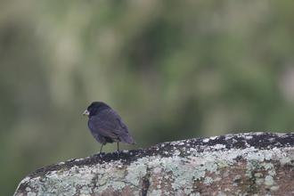 Darwin Finch