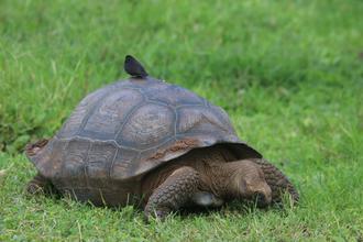 Darwin Finch on Giant Tortoise