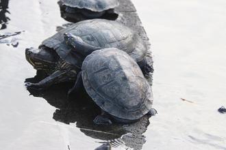Turtles