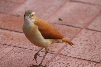 Pale-legged Hornero