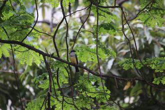 Tropical Kingbird