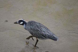 Yellow-crowned Night-heron