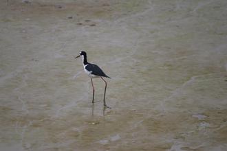 Stilt