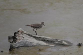 Spotted Sandpiper?