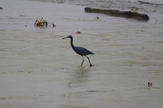 Little Blue Heron