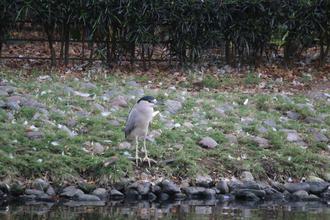 Black-crowned Night-heron