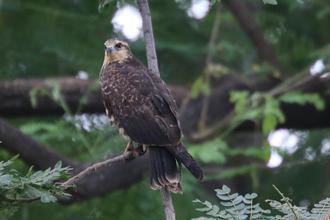 Snail Kite