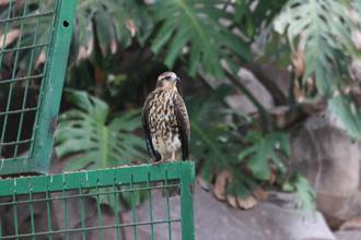 Snail Kite