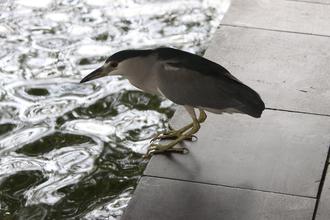 Black-crowned Night-heron