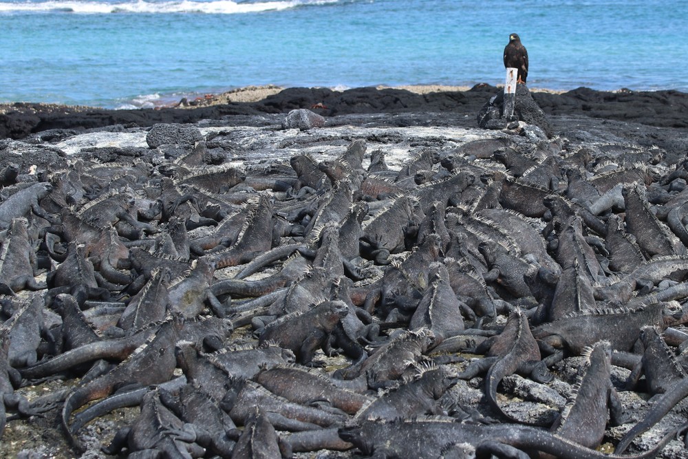 Galapagos Hawk and Marine Iguanas