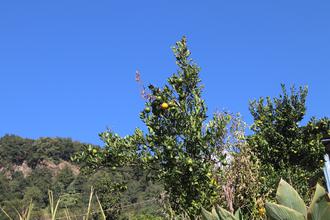 Citrus fuit tree
