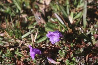 Gentian Violets(?)
