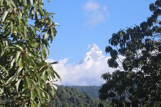Machhapuchhre through the trees