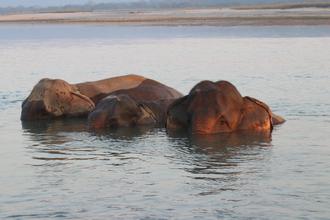 Elephants bathing