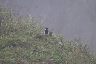 Red-wattled lapwing