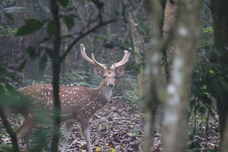 Chital