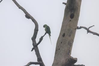 Alexandrine Parakeet