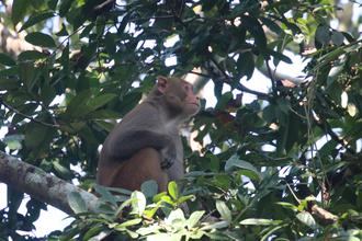 Rhesus Monkey