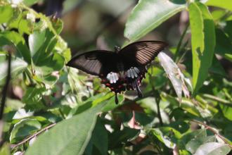 Common Mormon Butterfly