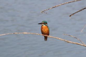 Common Kingfisher